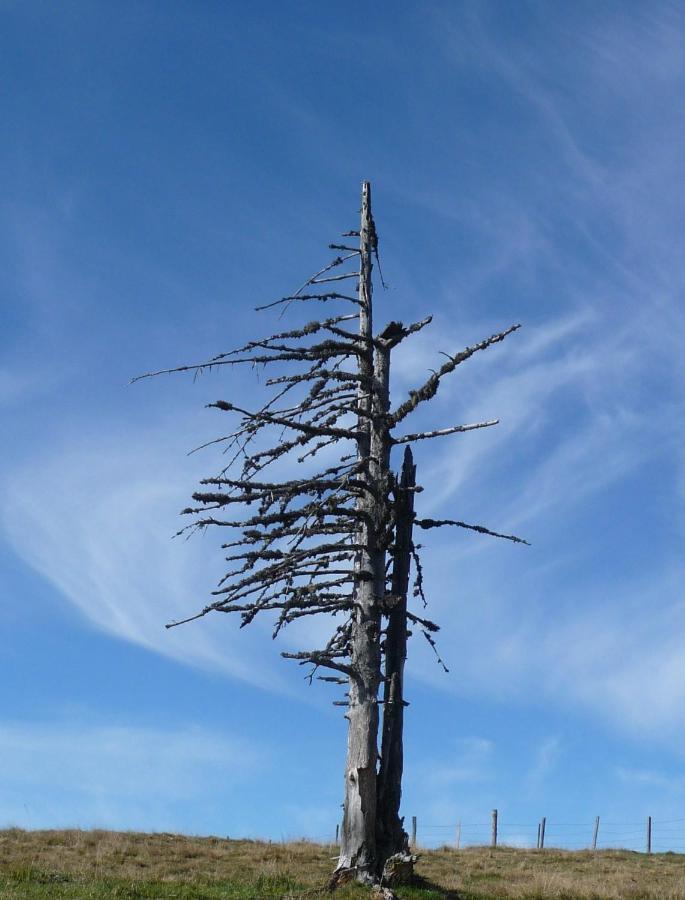 Ferienhaeuser Troester Bad Kleinkirchheim Dış mekan fotoğraf